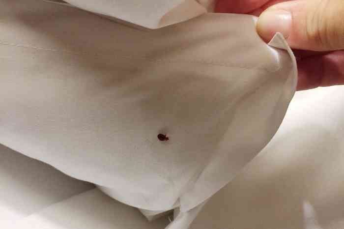 Bed Bugs in Winter: What Homeowners Need to Know and How to Stay Protected